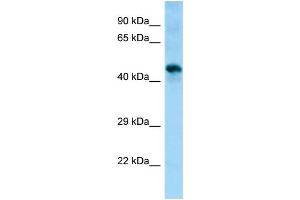 Image no. 1 for anti-Sphingomyelin Synthase 1 (SGMS1) (Middle Region) antibody (ABIN2786225)
