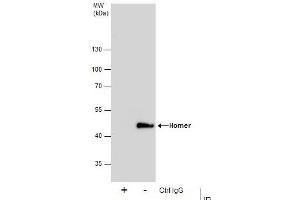 Image no. 4 for anti-Homer Homolog 1 (HOMER1) (Center) antibody (ABIN2855600)