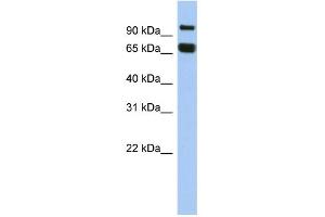 Image no. 1 for anti-Gametogenetin (GGN) (N-Term) antibody (ABIN2785224)