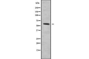 Image no. 2 for anti-Regulator of Chromosome Condensation 2 (RCC2) (C-Term) antibody (ABIN6264680)