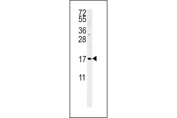 SMAGP antibody  (AA 46-75)