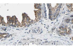 Image no. 1 for anti-Adenylate Kinase 8 (AK8) (Internal Region) antibody (ABIN6260835)