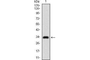 Image no. 3 for anti-Goosecoid Homeobox (GSC) (AA 191-257) antibody (ABIN1724843)