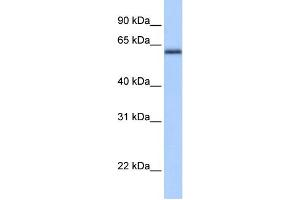 anti-Zinc Finger and BTB Domain Containing 26 (ZBTB26) (C-Term) antibody