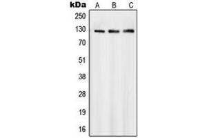 Image no. 3 for anti-Smg-7 Homolog, Nonsense Mediated mRNA Decay Factor (SMG7) (Center) antibody (ABIN2707075)