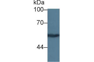 Image no. 5 for anti-Kininogen 1 (KNG1) (AA 19-380) antibody (ABIN1862824)