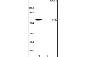 Image no. 2 for anti-Solute Carrier Organic Anion Transporter Family, Member 1a1 (Slco1a1) (AA 2-90) antibody (ABIN670791)