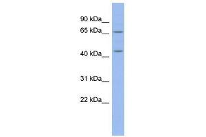 Image no. 1 for anti-Mesoderm Induction Early Response 1, Family Member 3 (MIER3) (Middle Region) antibody (ABIN927890)