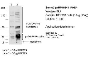 Image no. 2 for anti-Small Ubiquitin Related Modifier 3 (SUMO3) (N-Term) antibody (ABIN2782380)
