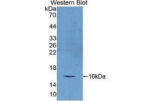 REG4 antibody  (AA 45-151)