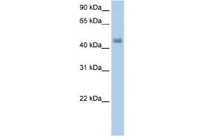 Image no. 2 for anti-Phenylalanine-tRNA Synthetase 2 (Mitochondrial) (FARS2) (N-Term) antibody (ABIN629969)