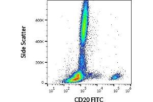 Image no. 1 for anti-Membrane-Spanning 4-Domains, Subfamily A, Member 1 (MS4A1) antibody (FITC) (ABIN94029)