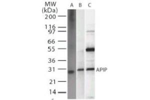 Image no. 1 for anti-APAF1 Interacting Protein (APIP) antibody (ABIN207875)