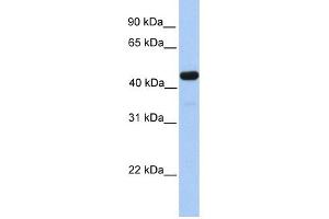 Image no. 1 for anti-Galactose-3-O-Sulfotransferase 3 (GAL3ST3) (C-Term) antibody (ABIN635734)