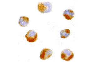 Image no. 3 for anti-Amino-terminal Enhancer of Split (AES) (N-Term) antibody (ABIN6655675)