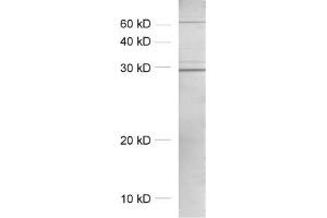Image no. 1 for anti-Synaptosomal-Associated Protein, 29kDa (SNAP29) antibody (ABIN1742239)