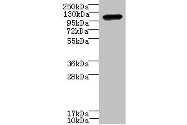STOX1 Antikörper  (AA 559-858)