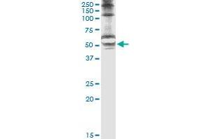 Image no. 2 for anti-serine/threonine Kinase 25 (STK25) (AA 321-426) antibody (ABIN523909)