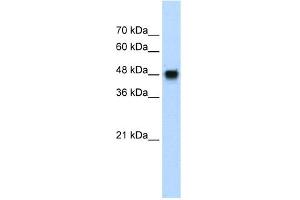Image no. 2 for anti-Bone Morphogenetic Protein 7 (BMP7) (N-Term) antibody (ABIN2779569)