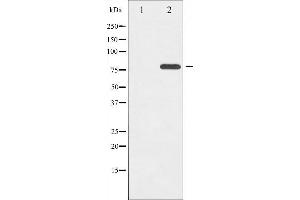 Image no. 2 for anti-BMX Non-Receptor Tyrosine Kinase (BMX) (pTyr566) antibody (ABIN6255953)