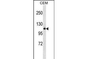 GRIK5 Antibody (N-term) (ABIN1538926 and ABIN2848887) western blot analysis in CEM cell line lysates (35 μg/lane).
