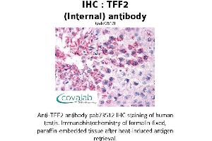 Image no. 2 for anti-Trefoil Factor 2 (TFF2) (Internal Region) antibody (ABIN1740006)