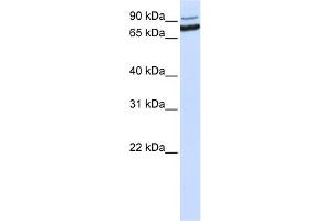 Image no. 1 for anti-XPA Binding Protein 2 (XAB2) (C-Term) antibody (ABIN2784264)