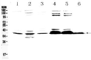 Image no. 3 for anti-Musashi Homolog 1 (Drosophila) (MSI1) (AA 21-54), (N-Term) antibody (ABIN5518855)