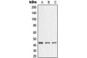 Image no. 1 for anti-Matrix Metallopeptidase 23 (MMP23) (C-Term) antibody (ABIN2704995)