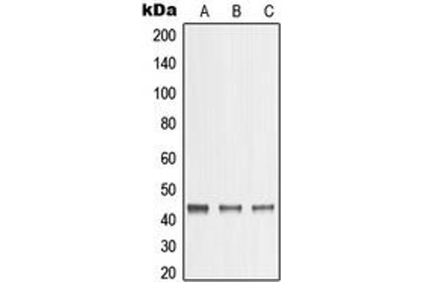 Matrix Metallopeptidase 23 (MMP23) (C-Term) anticorps