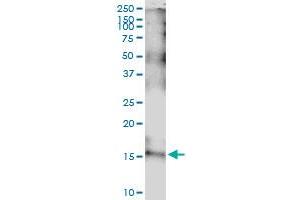 Image no. 1 for anti-Interleukin 15 (IL15) (AA 1-162) antibody (ABIN517125)