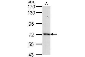 Image no. 1 for anti-Origin Recognition Complex Subunit 2 (ORC2) (Internal Region) antibody (ABIN2855601)