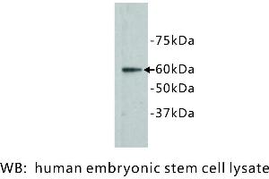 Image no. 1 for anti-Frizzled Family Receptor 5 (FZD5) antibody (ABIN1112891)