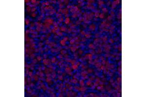 Image no. 1 for anti-RNA Binding Protein with Multiple Splicing (RBPMS) (N-Term) antibody (ABIN6254112)