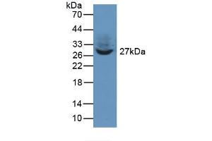 Image no. 1 for anti-Twinfilin, Actin-Binding Protein 1 (TWF1) (AA 1-252) antibody (ABIN1078637)