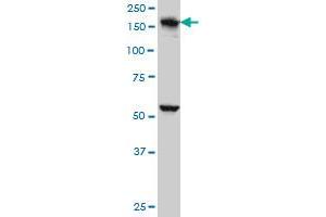 EEA1 antibody  (AA 1312-1411)