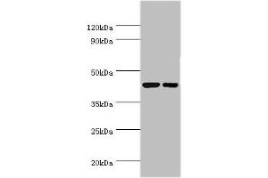 CREB3 antibody  (AA 1-230)