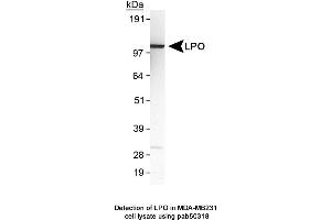 Image no. 1 for anti-Lactoperoxidase (LPO) (AA 300-400) antibody (ABIN363627)