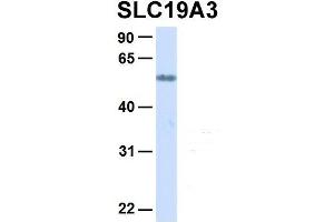 Image no. 5 for anti-Solute Carrier Family 19, Member 3 (Slc19a3) (Middle Region) antibody (ABIN2775519)