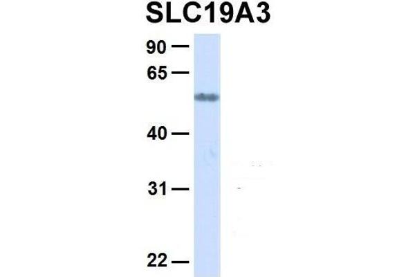 SLC19A3 antibody  (Middle Region)