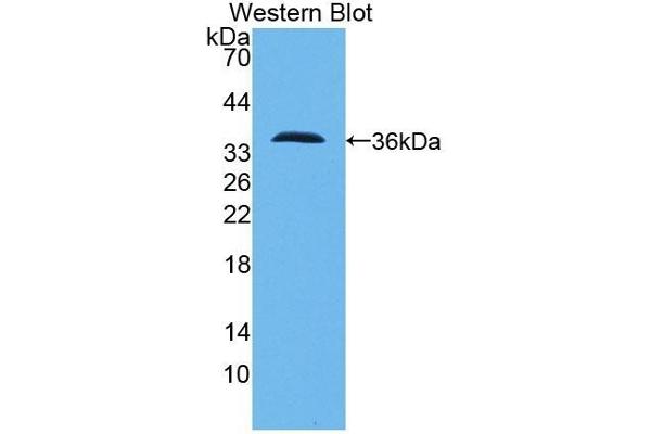 PCNT antibody  (AA 2987-3246)