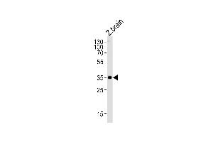 Image no. 1 for anti-Guanine Nucleotide Binding Protein (G Protein), beta Polypeptide 1 (GNB1) (AA 1-30), (N-Term) antibody (ABIN1881379)