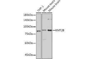 Western blot analysis of extracts of various cell lines, using KMT2B antibody (ABIN7268333) at 1:1000 dilution.