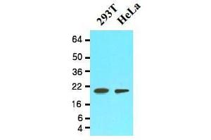 Image no. 1 for anti-Peptidylprolyl Isomerase F (PPIF) (AA 30-207) antibody (ABIN356236)