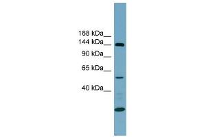 Image no. 1 for anti-Integrin alpha-8 (ITGA8) (N-Term) antibody (ABIN635422)