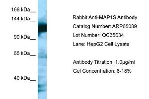 Image no. 1 for anti-Microtubule-Associated Protein 1S (MAP1S) (C-Term) antibody (ABIN2790038)