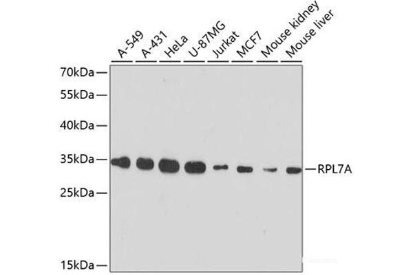 RPL7A Antikörper
