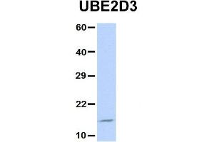 Image no. 2 for anti-Ubiquitin-Conjugating Enzyme E2D 3 (UBE2D3) (N-Term) antibody (ABIN2775674)