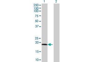 Western Blot analysis of C9orf89 expression in transfected 293T cell line by C9orf89 MaxPab polyclonal antibody.