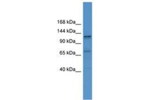ERC1 antibody  (AA 981-1030)